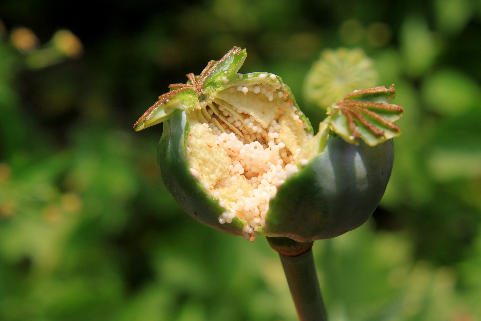 opium pod broke open