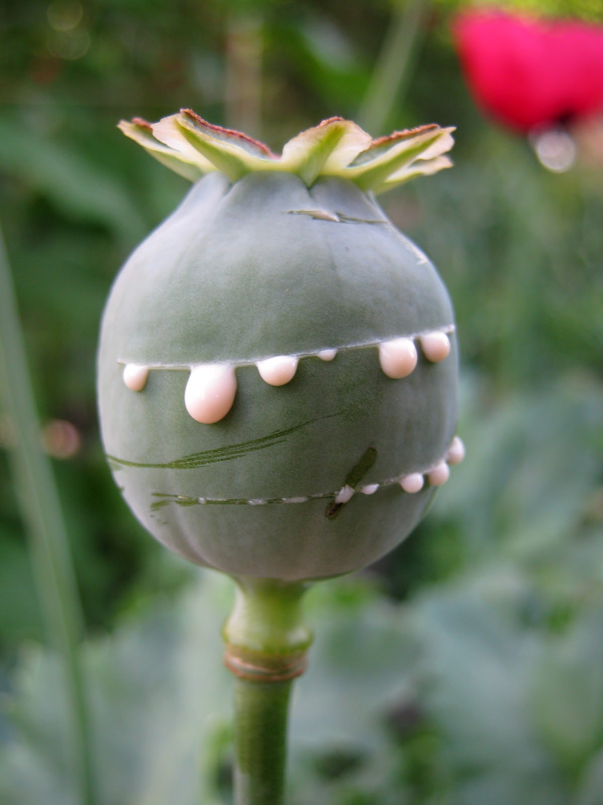 opium poppy tears