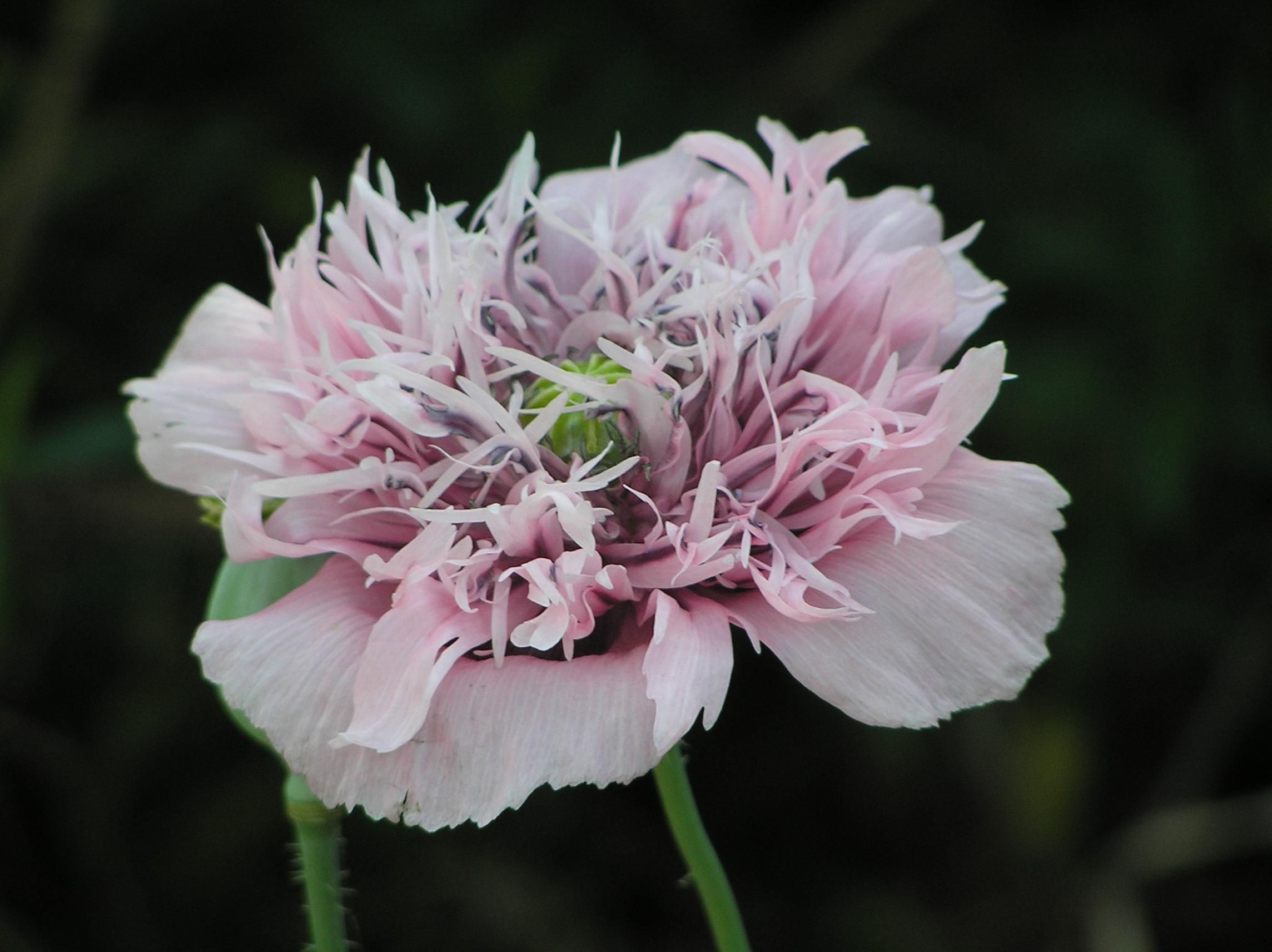 opium poppy in pink